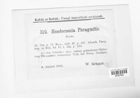 Hendersonia phragmitis image